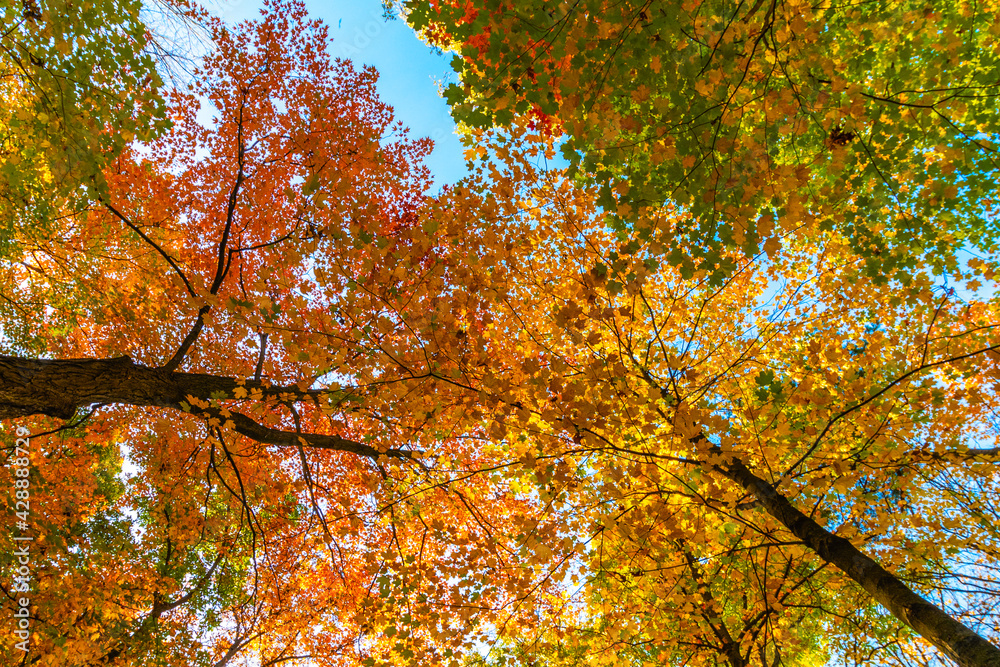 Dense maple from green to red filling up the autumn sky - Fall in Central Canada, ON