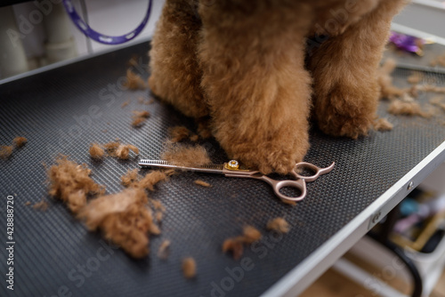 Fotografía Close-up of metal scissors and dog's fur on the paw