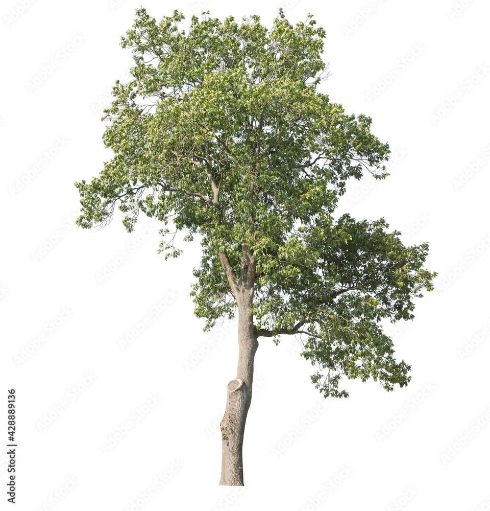 A pear tree isolated on white background
