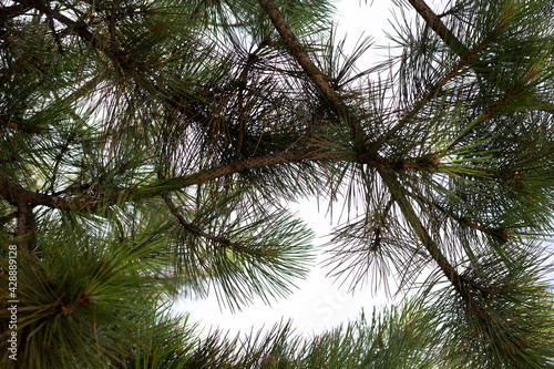 view from under of pine tree shade against blue sky