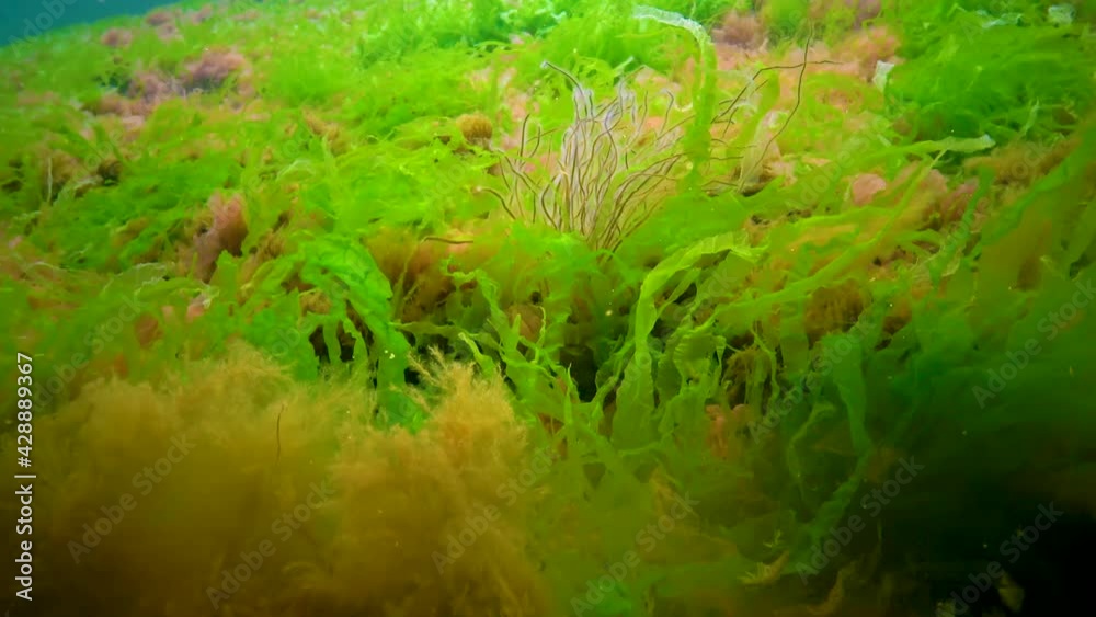 Macrophytes, Red and Green algae (Ceramium, Cladophora, Ulva, Enteromorpha) on the seabed. Algae of the Black Sea Macrophytes, Red and Green algae (Ceramium, Cladophora, Ulva, Enteromorpha) on the seabed. Algae of the Black Sea