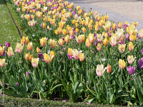 Some tulips in the Luxembourg garden. the 17th April 2021, Paris, France. © Yann Vernerie