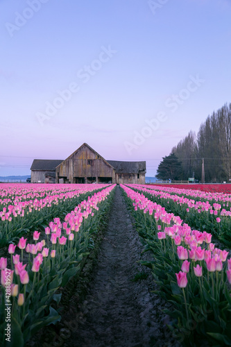 tulip field in spring