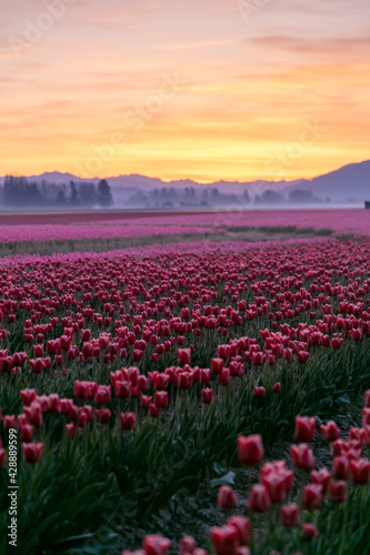 Fototapeta Naklejka Na Ścianę i Meble -  tulip field in the country