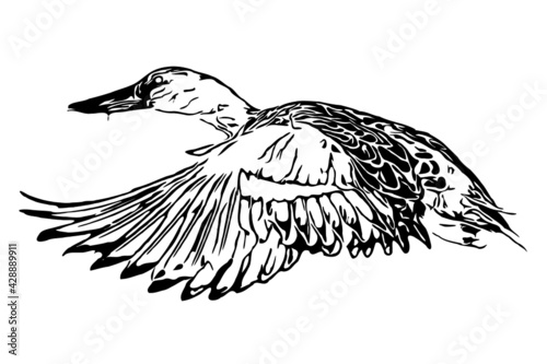 Vector line illustration of a northern shoveler duck make drake.