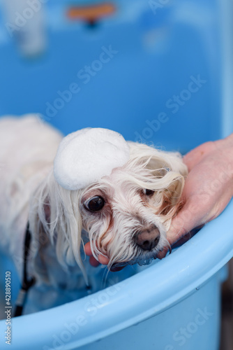 White maltese dog is groomed in salon. Wet dog in shampoo. Dog bathing. Copy space