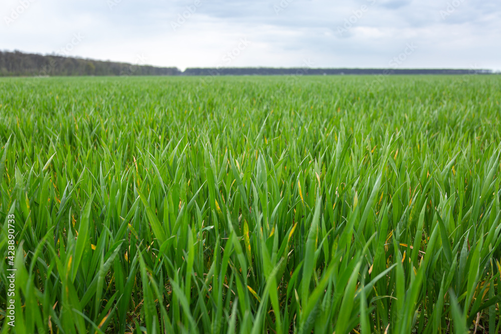Green wheat field in early spring against cloudy sky Green wheat field in early spring against cloudy sky