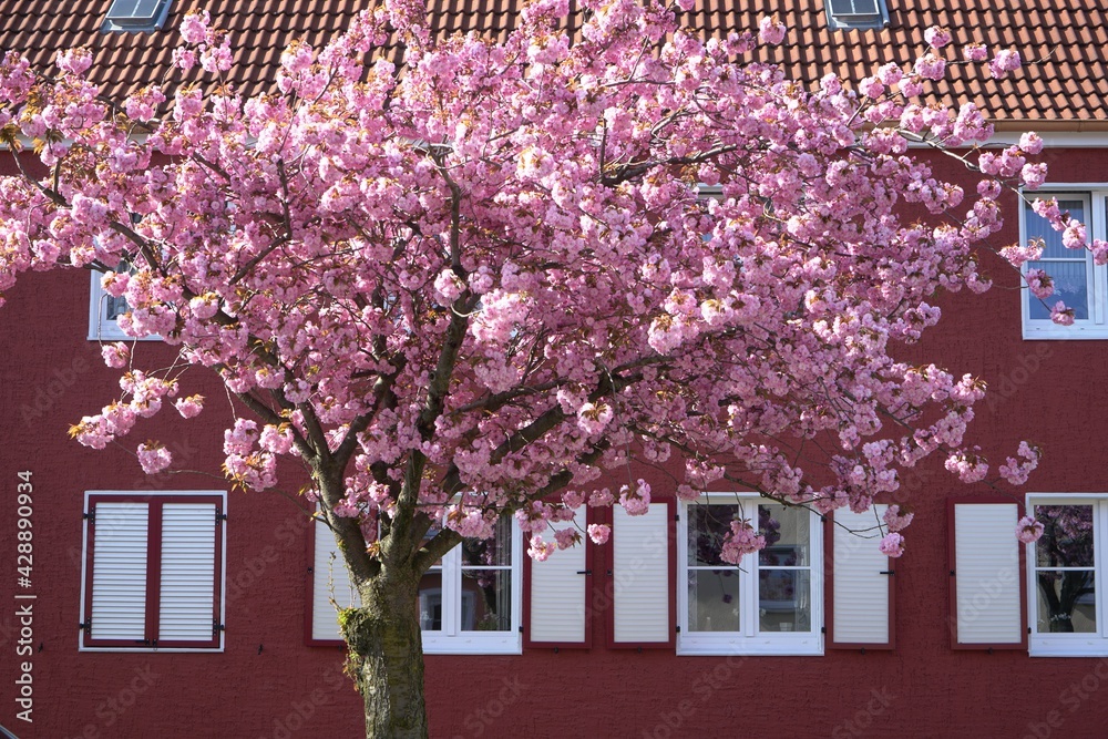 Kirschbaum Blüte vor farbiger Haus Fassade