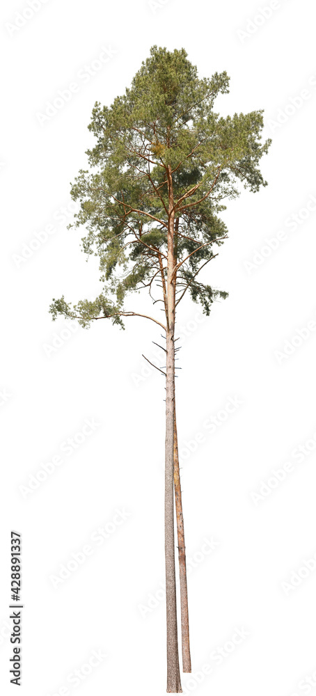 Fototapeta premium Pinus sylvestris, also known as Scots Pine, isolated tree on white background.
