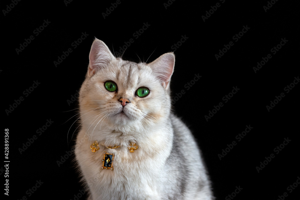 White gray cat wears gold chain on black background