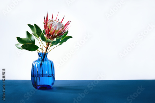 Simple minimal elegant scene with Exotic King Protea cynaroides flower with leaves in blue glass vase on blue table with white background and copy space. Poster image, horizontal composition. photo