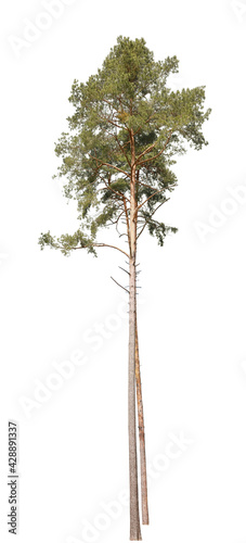 Pinus sylvestris, also known as Scots Pine, isolated tree on white background.