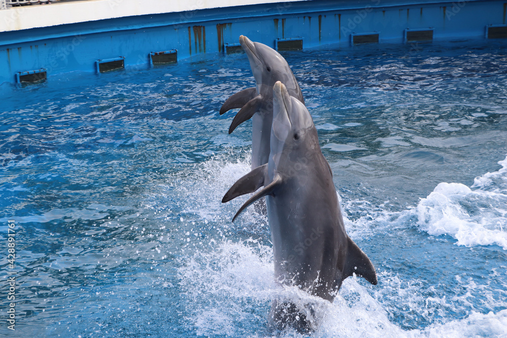 Naklejka premium dolphin in the water