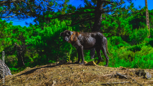 black dog in forest hd