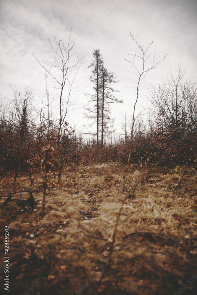 Obraz premium trees in winter