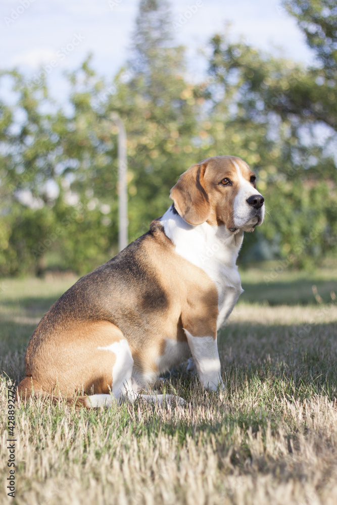 beagle in the park