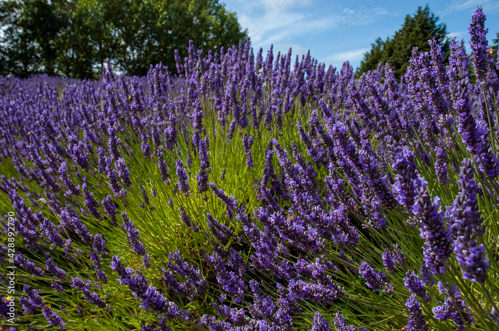 Obraz premium Lavender field in Sequim, WA