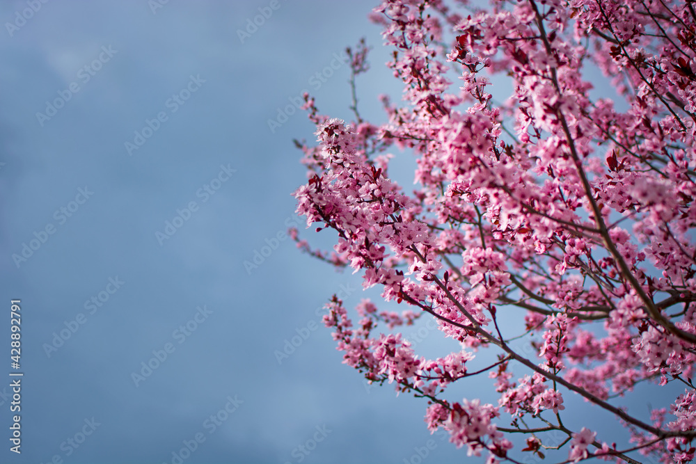 spring time. blooming tree in purple color. Blue sky. background. spring time. blooming tree in purple color. Blue sky. background.