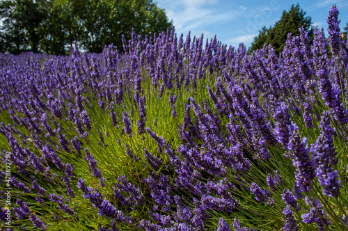 Lavender field in Sequim, WA