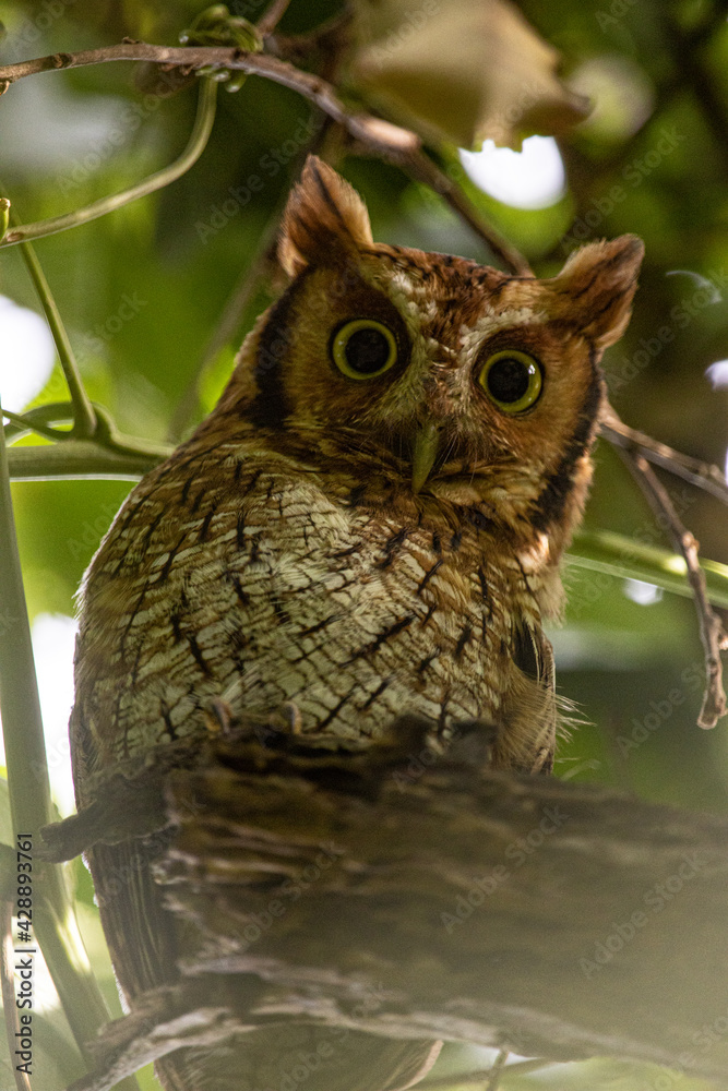 Fototapeta premium CURUJA