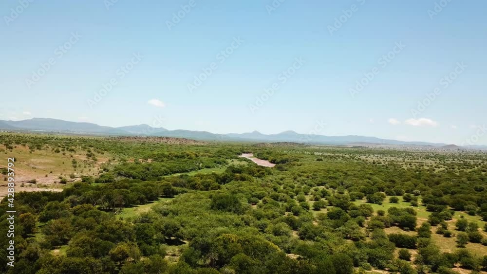 Aerial over cows or cattle grazing on a muddy Cacadu River and vast landscapes in Chris Hani District Municipality of South Africa. Aerial over cows or cattle grazing on a muddy Cacadu River and vast landscapes in Chris Hani District Municipality of South Africa.