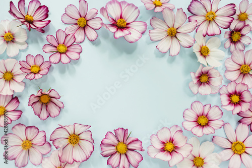 Floral composition. Pink flowers cosmos on blue background. Spring, summer concept. Flat lay, top view, copy space