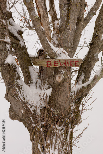 Snow-crusted tree with 