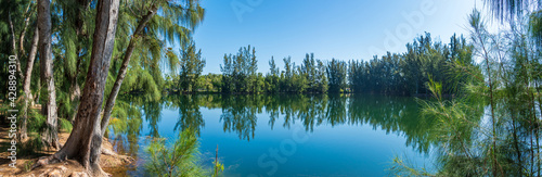 Panorama of Wolf Lake Park, with Australian pine trees (Casuarina equisetifolia) - Davie, Florida, USA photo