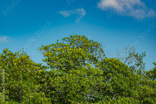 Tajamar mangrove  located in Cancun  Mexico