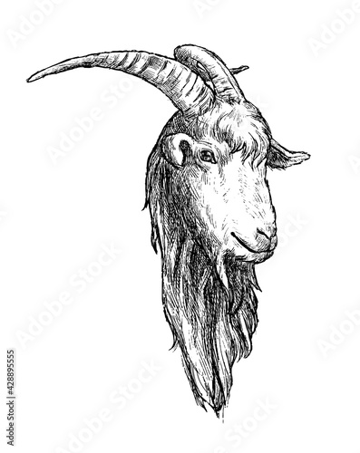 Goat hand drawn vector illustration realistic sketch. Hand drawn animal sketch. 

