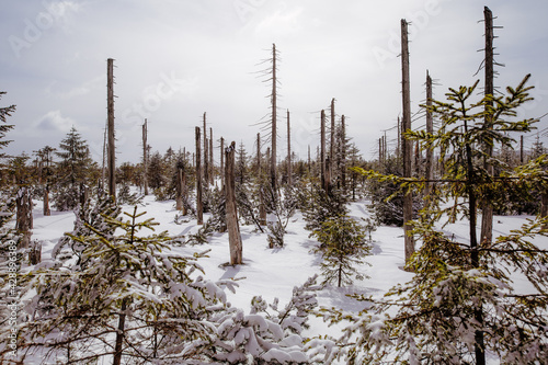 forest in winter