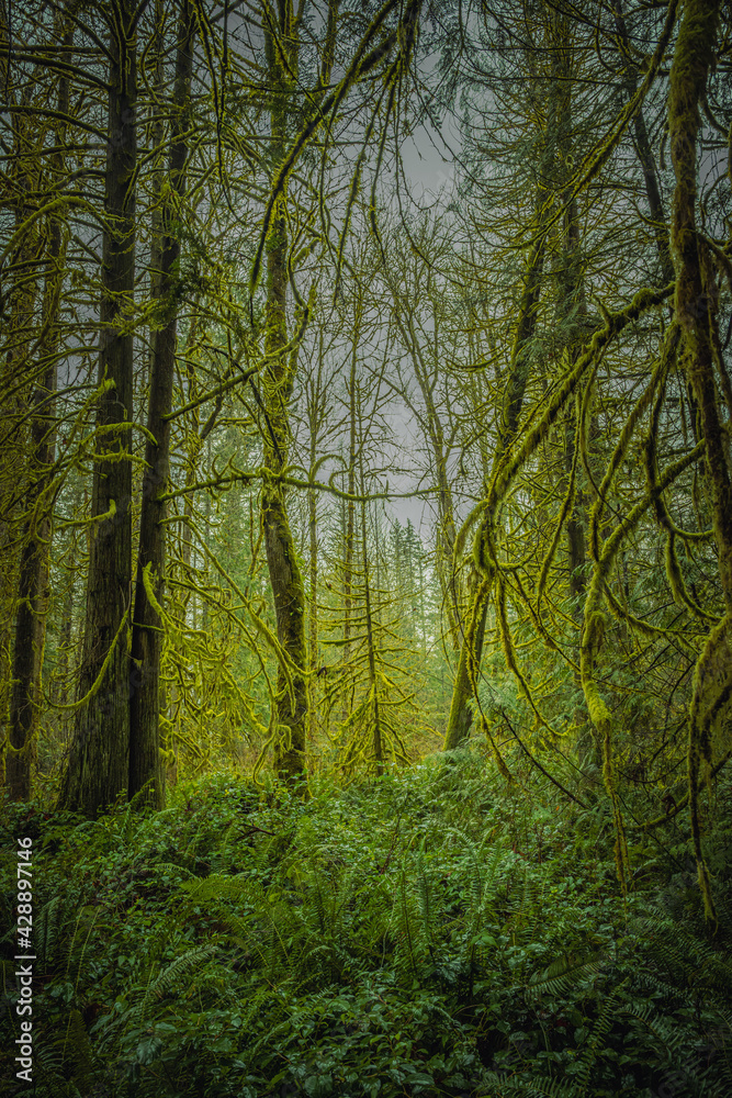 Obraz premium 2021-02-04 MOSS COVERED TREES WITH LUSH UNDERBRUSH IN A PACIFIC NORTHWEST FOREST