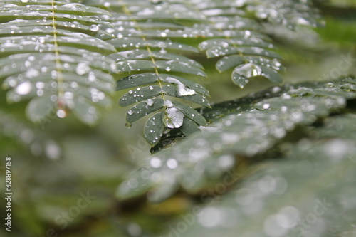 Φωτογραφία dew drops on a leaf