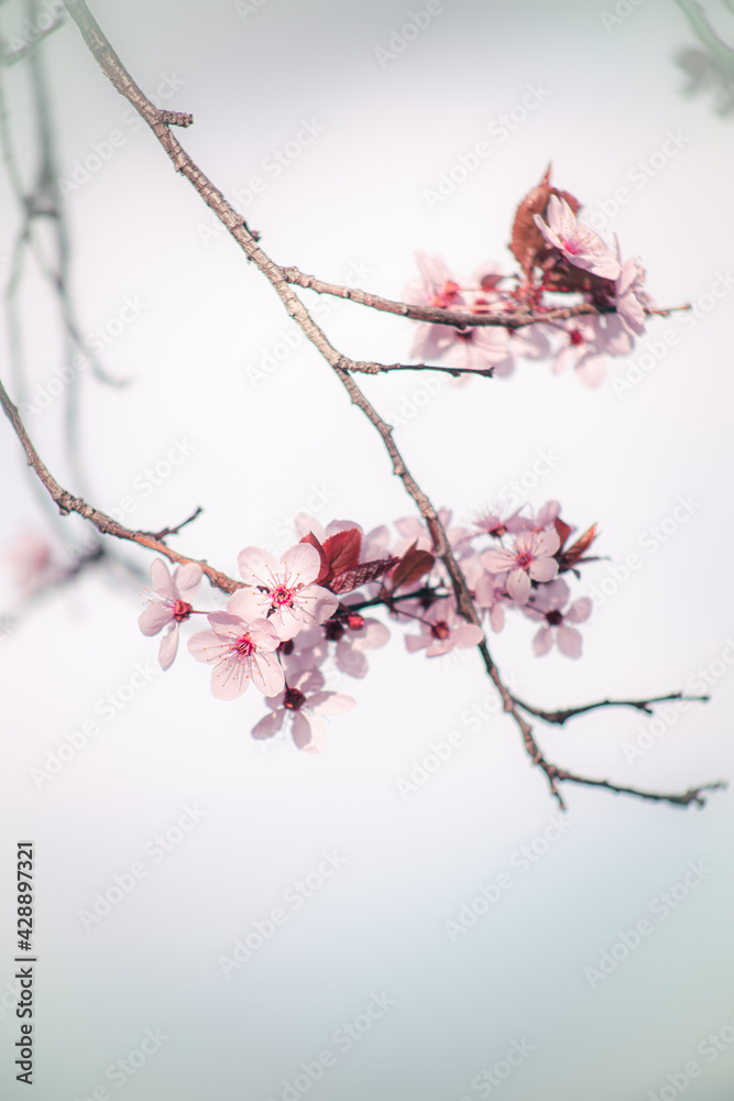 cherry blossoms