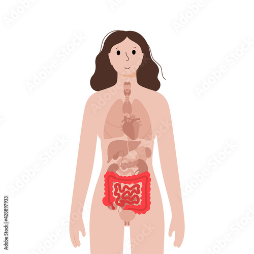 Internal organs in female body