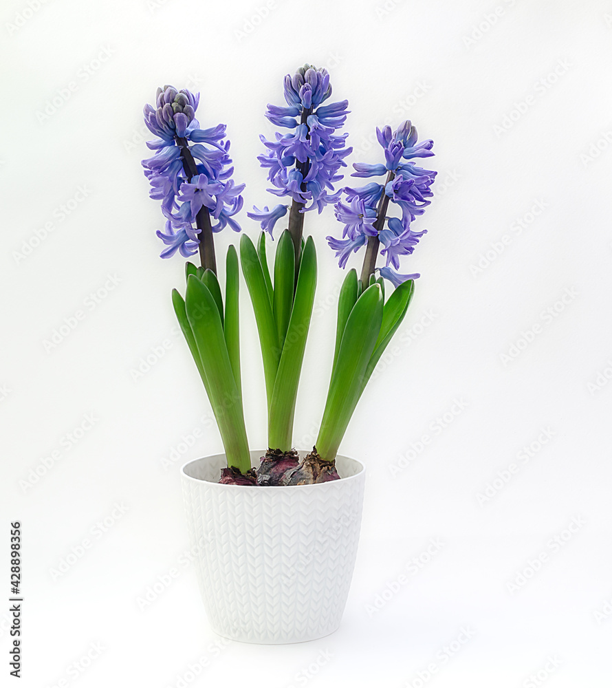 purple hyacinth flowers on a white background