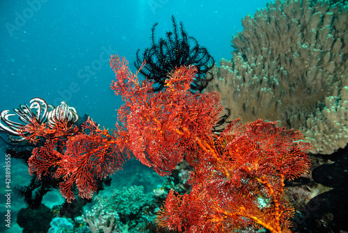 A picture of a crinoid © ScubaDiver