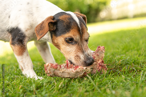 little cute Jack Russell Terrier dog eats a bone with meat and chews outdoor