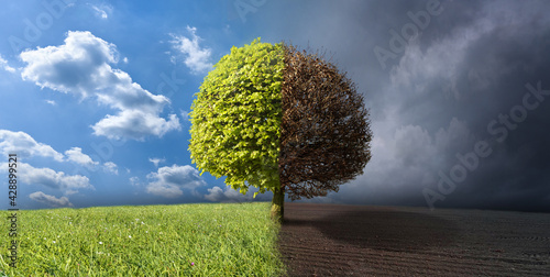 Cuadro en lienzo Tree like a ball cut in the seasons - nature spring, summer, autumn, winter