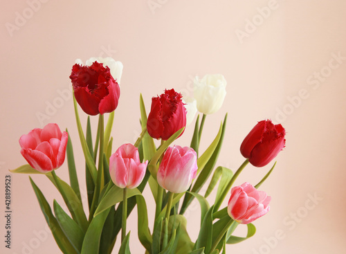 A bouquet of red and white tulips on a pink pastel background.