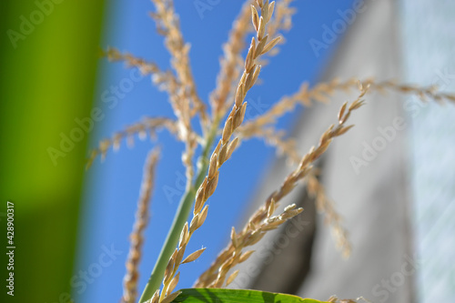 Sunlight on a corn plant © Ingridi Gomes
