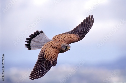 Cernícalo macho de Gran Canaria. Male Kestrel