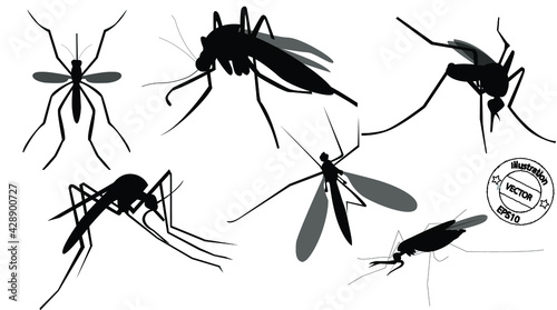set of black and white insects