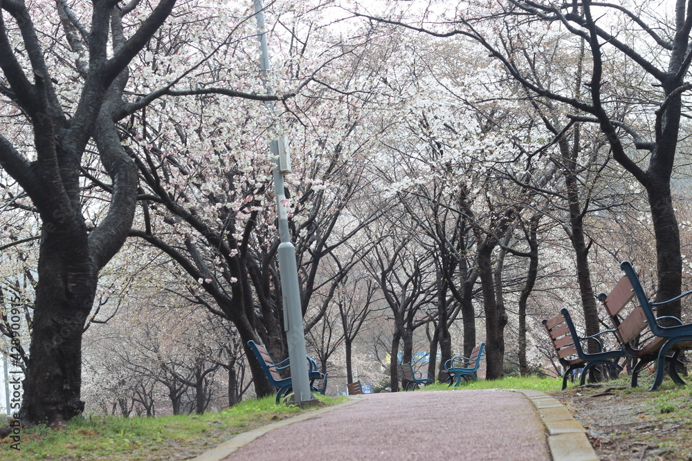 Trees with white cherry flowers with lovely scenic view Trees with white cherry flowers with lovely scenic view
