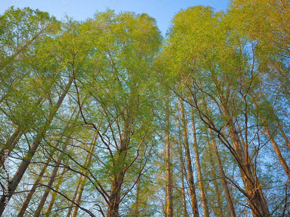Fototapeta premium 空高く伸びる若葉のメタセコイア