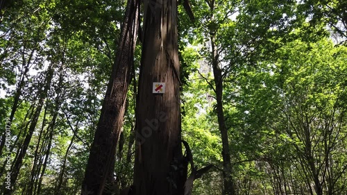 DOLLY SHOT - Sign footpaths trails in Antas, Esposende, Portugal. Hiking trail direction. Hiking route wooden information. Trail Sign on a tree. Red and yellow trail sign on a tree. 
