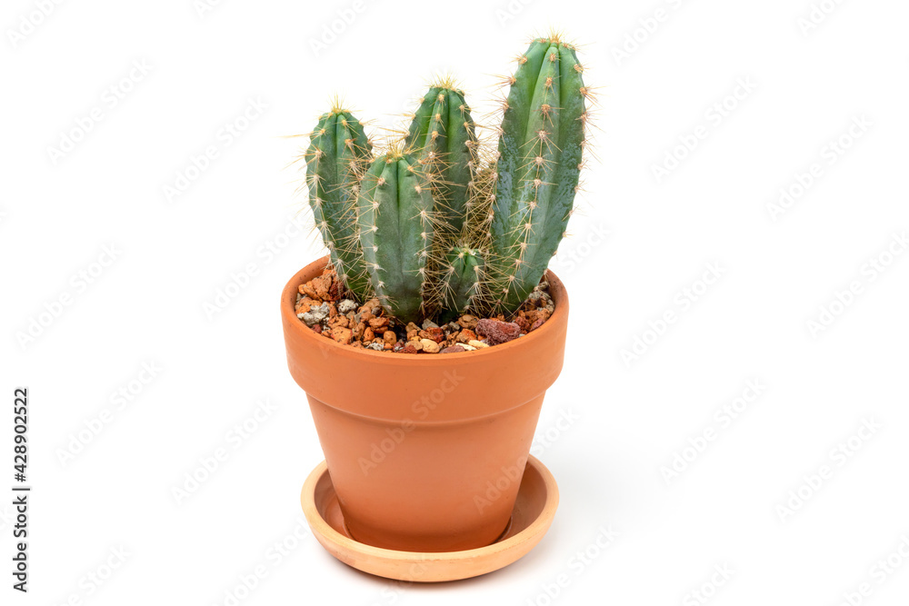 Green cactus Cereus in ceramic pot. Isolated on white background. Gardening concept, indoor garden Green cactus Cereus in ceramic pot. Isolated on white background. Gardening concept, indoor garden