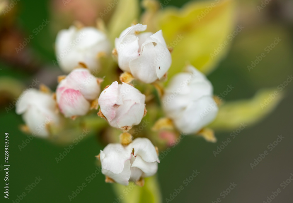 Obraz premium Buds of flowers on a branch in the spring.