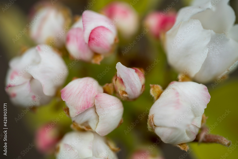 Buds of flowers on a branch in the spring. Buds of flowers on a branch in the spring.