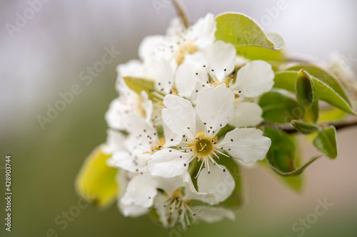 Fresh flowers on branch in spring.